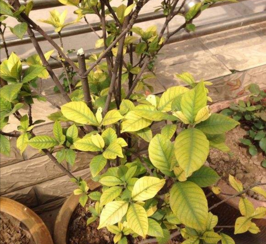 栀子花黄叶有什么管用的方法解决,栀子花黄叶怎么养护