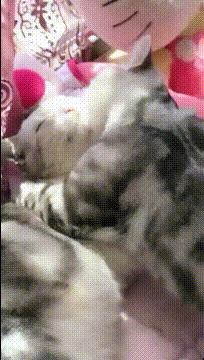 杩欒叞鎵殑鍙互,杩欒叞璋侀《寰椾綇