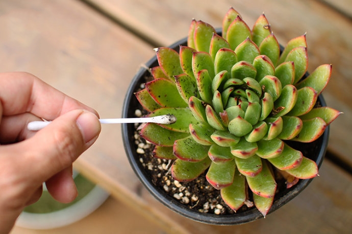 养花得了蚜虫蚧壳虫小黑飞,水里“加点它”,统统“灭干净”