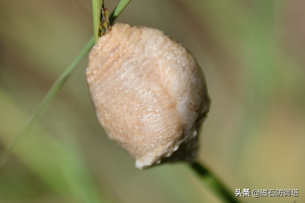 这个杀手不太冷里的leon,这个杀手不太冷里面的人