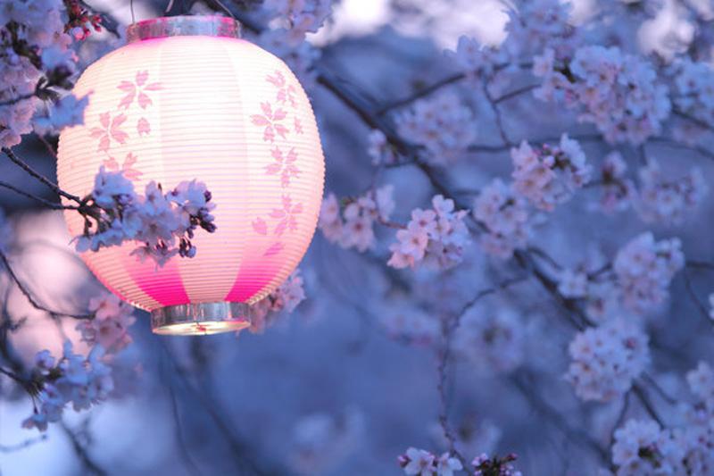 如果你来选择你会选择谁,如果让你来选择国花你会选什么