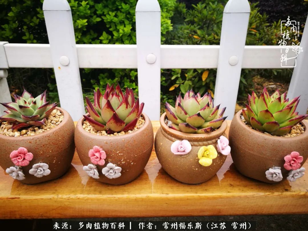 多肉是一处景物吗,多肉也有一道靓丽的风景