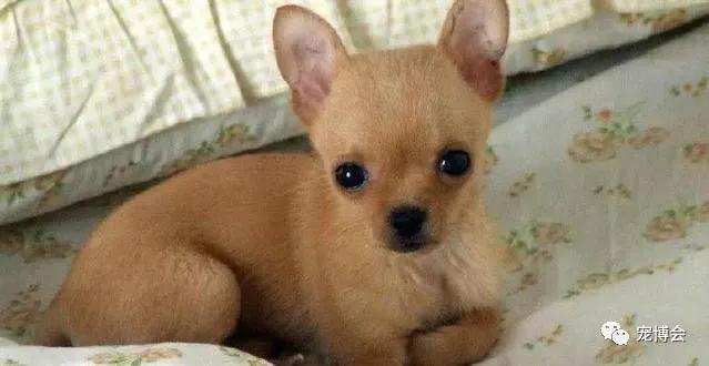 盘点狗狗被吓了一大跳,盘点被吓坏的狗狗