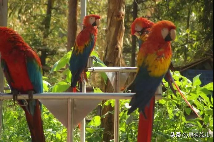 昆明国庆旅游攻略七天,昆明旅游的路线攻略大全