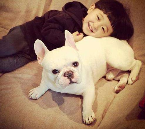 最适合养的十种狗排名,十大最适合新手养的狗排名