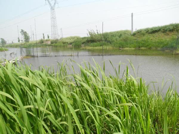 春钓应该注意什么,春钓用蚯蚓好吗