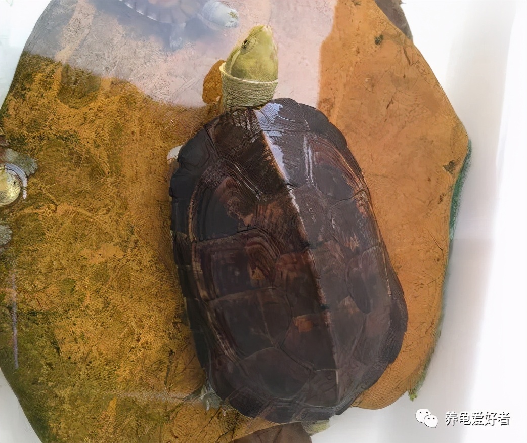 乌龟为什么喜欢打群架,乌龟为什么会打群架