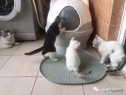 猫咪乱尿怎么办4招教你轻松解决,猫咪在衣服上乱尿是什么原因