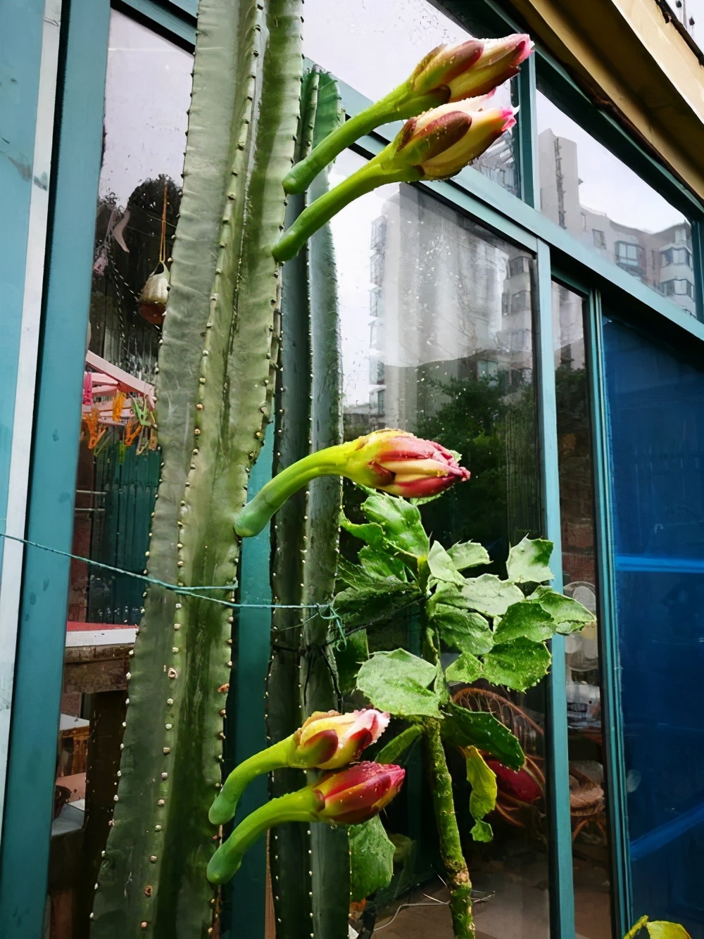 火龙果侧芽扦插繁殖方法,火龙果选取啥样的枝条扦插