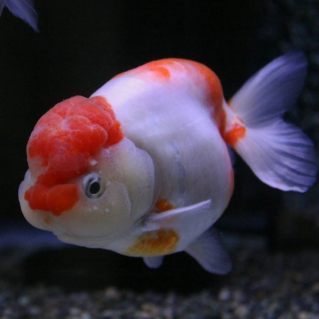 金鱼一般养几条对风水好,金鱼怎么养才正确