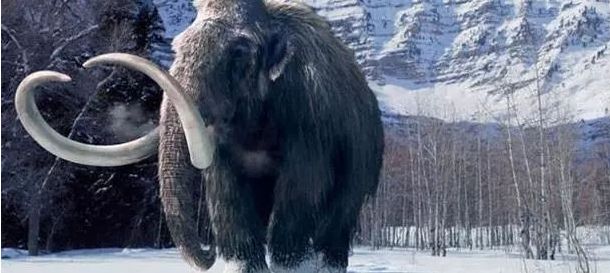 有关猛犸象的信息,猛犸象牙是条纹深的好还是浅的好