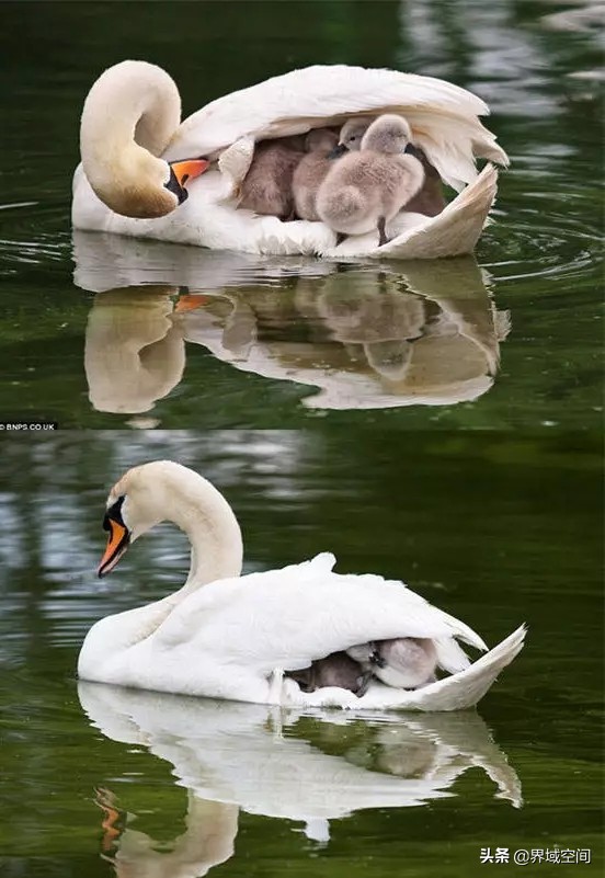 大长腿考拉，关系混乱的水果们……分享十个你不知道的冷知识