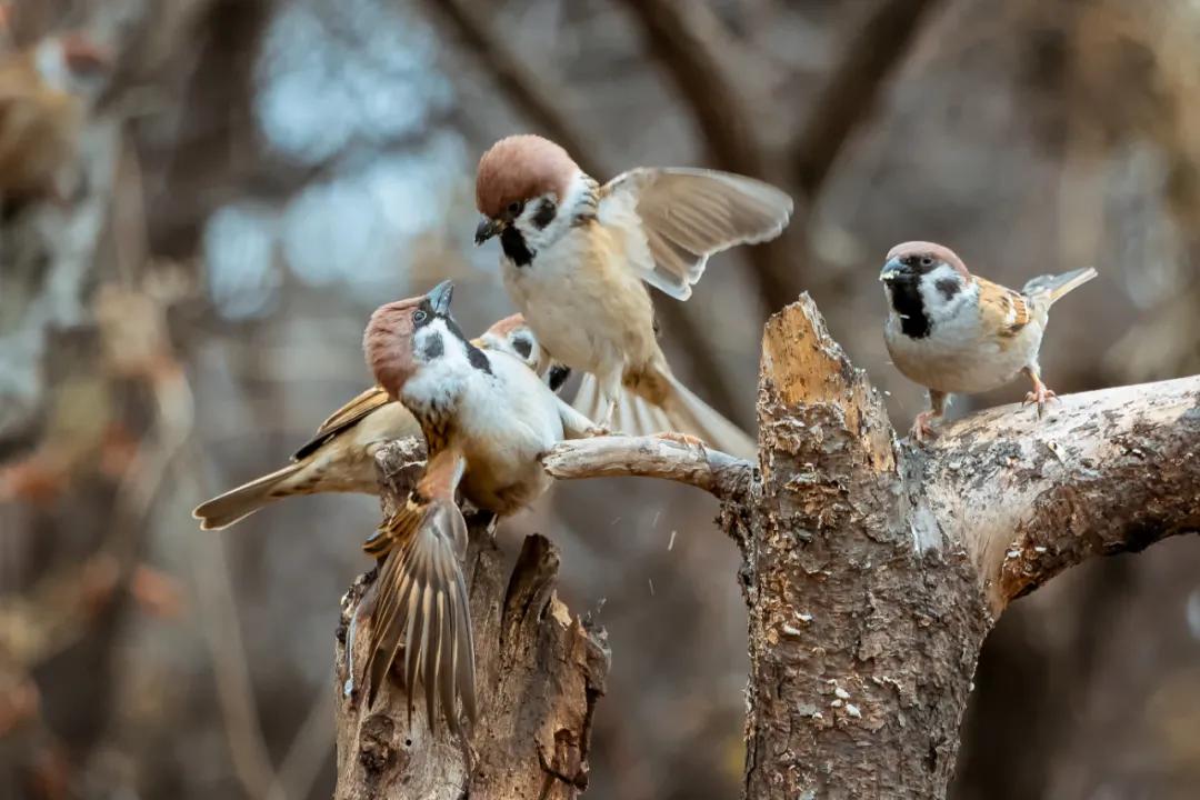 香港第14届全国摄影艺术展,第29届全国摄影艺术展览获奖名单