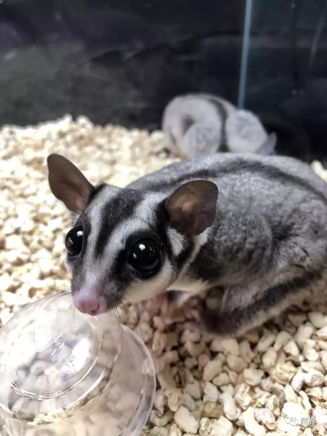 湛江爬宠店,深圳爬宠店在哪里