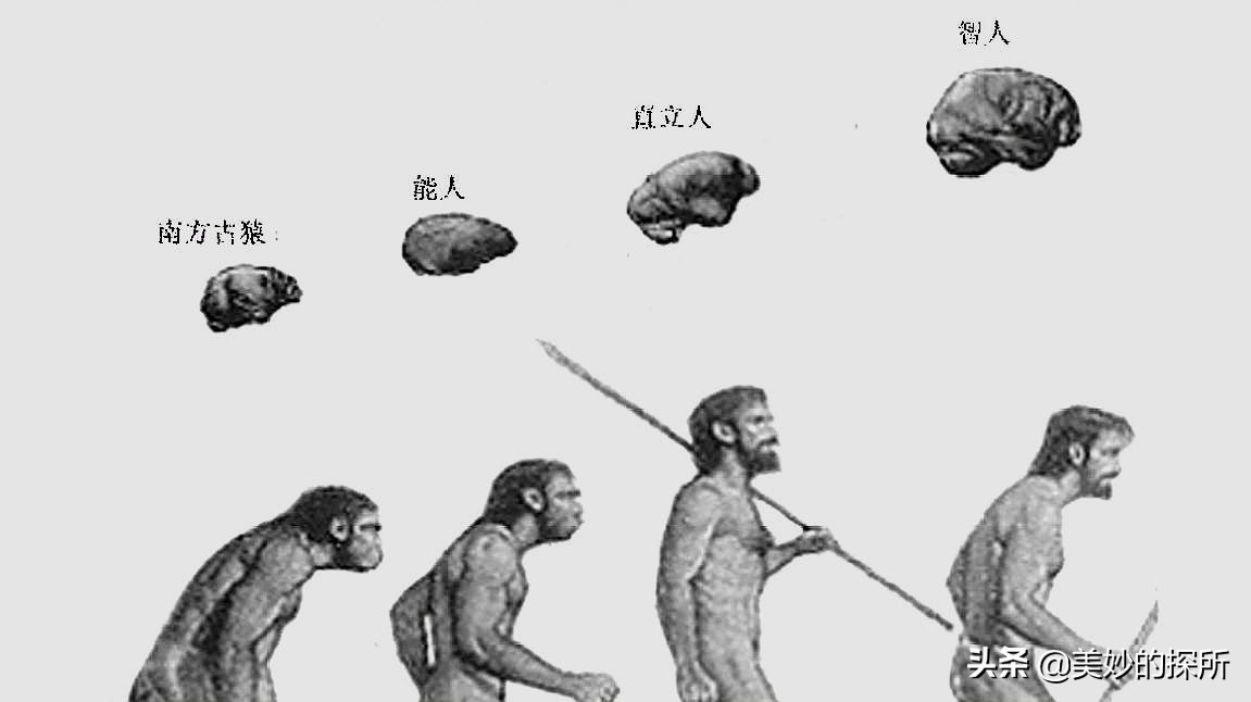 黄种人、黑人、白人为什么可以自由交配，没有产生生殖隔离？