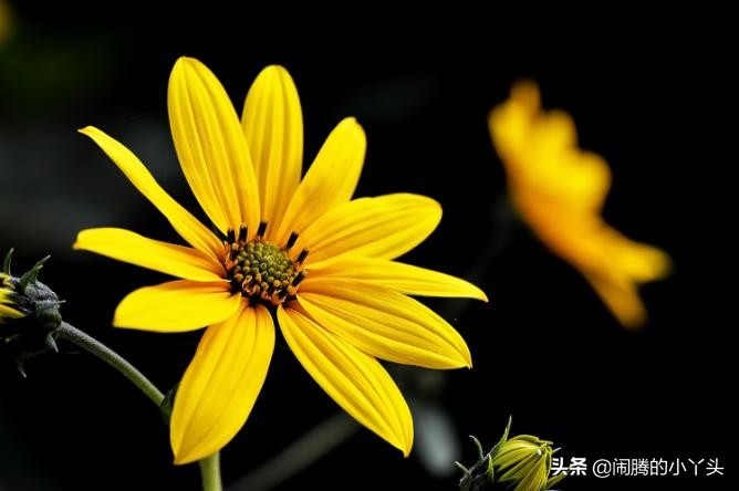 菊芋花开金灿烂，洋姜高洁清雅语