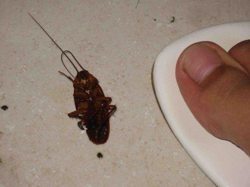 家里有很多蟑螂该怎么处理,发现家里有很多小蟑螂怎么处理