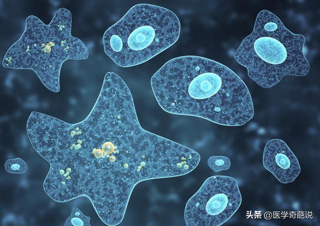 人类对于细菌病毒的认知,世间万物本就相辅相成