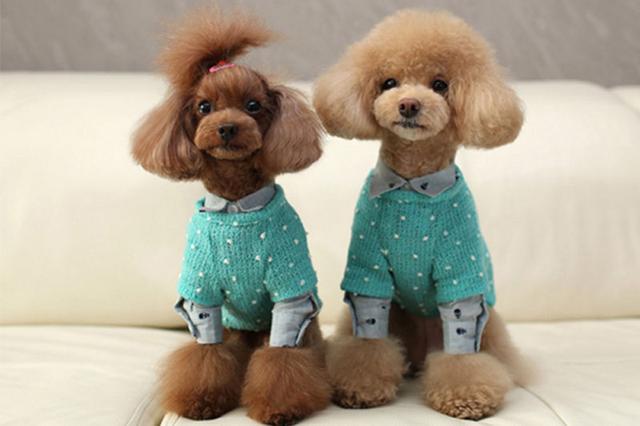 狗狗不长牙怎么办,怎样去判断狗狗还长不长个子了