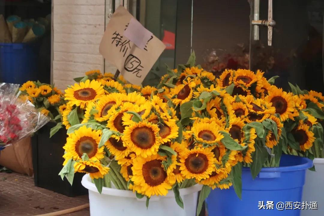 西安花市怎么买花便宜,西安最新花市