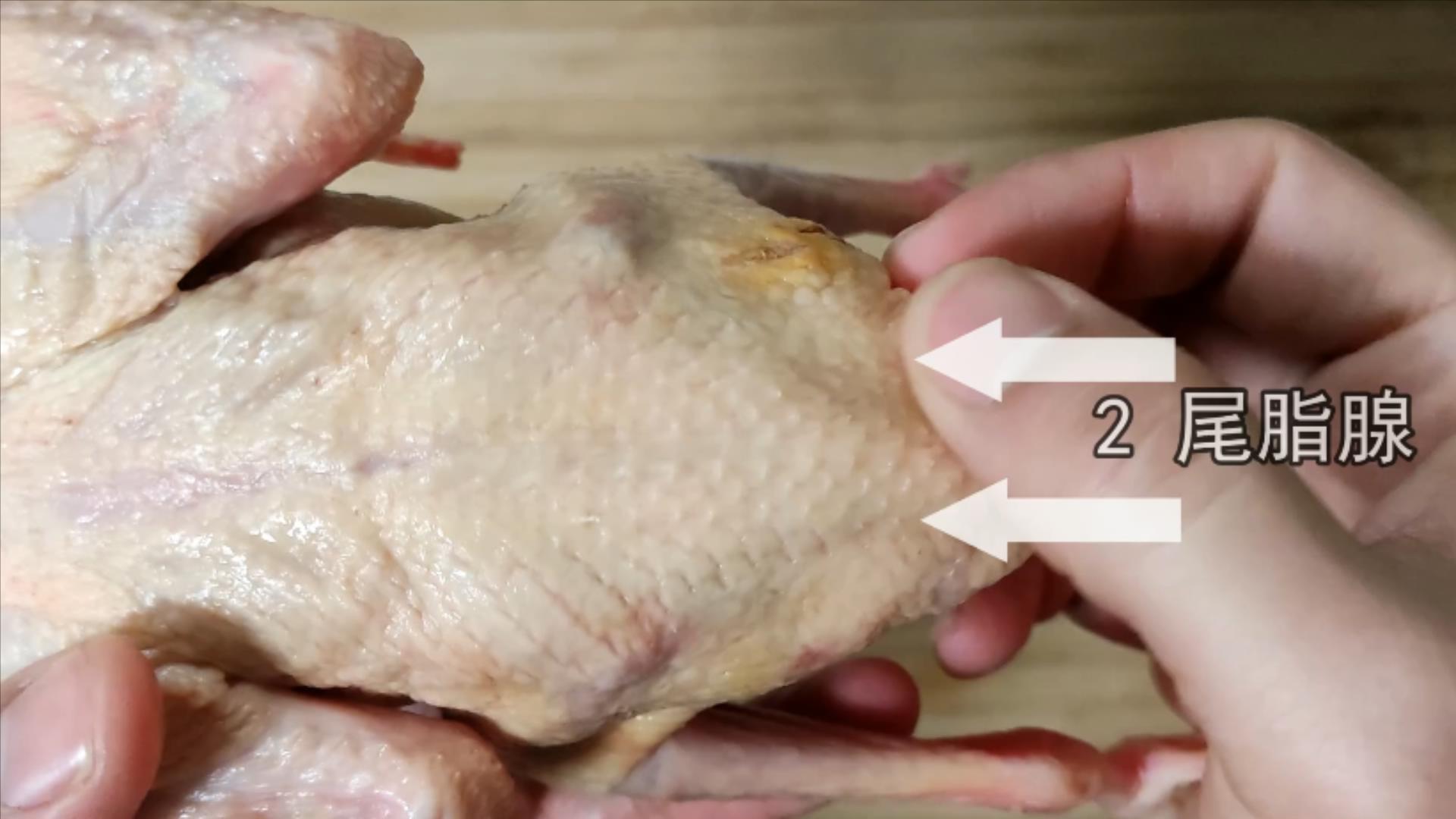 鸽子十大毒素排名,鸽子的毒素在哪里