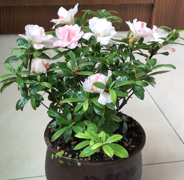 盆栽杜鹃花该怎么养好,盆栽杜鹃花怎么养最好看