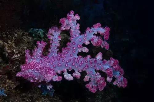 帕劳斐济马尔代夫哪个好,斐济和帕劳旅行