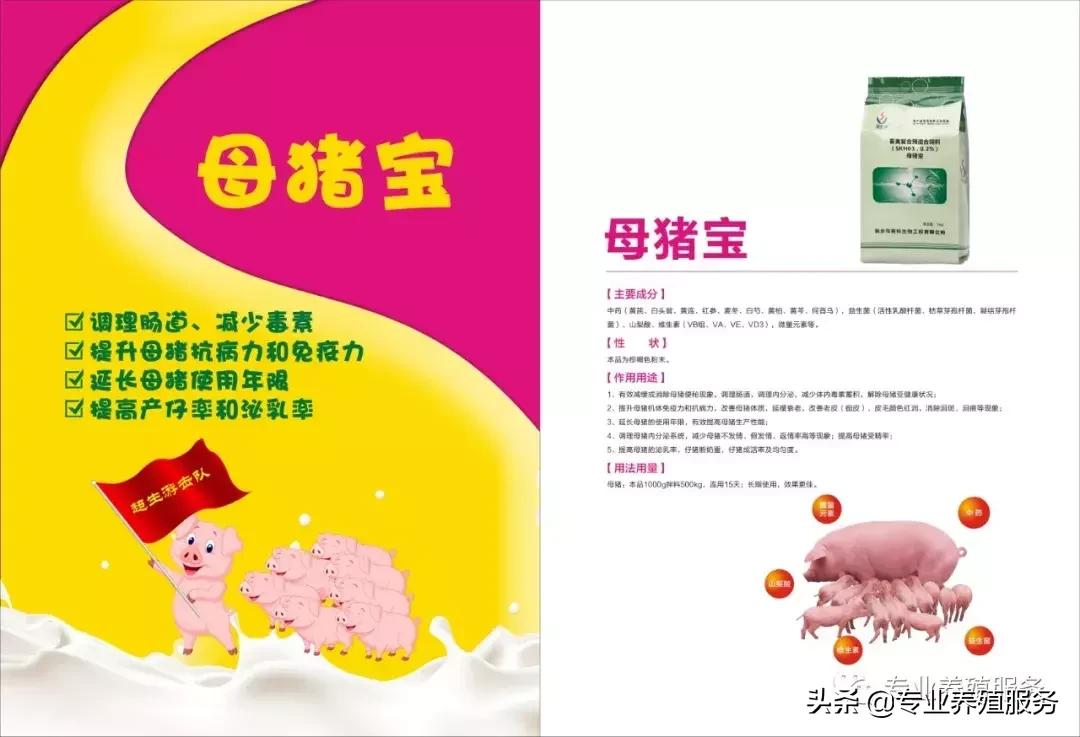 母猪配种专业讲解！