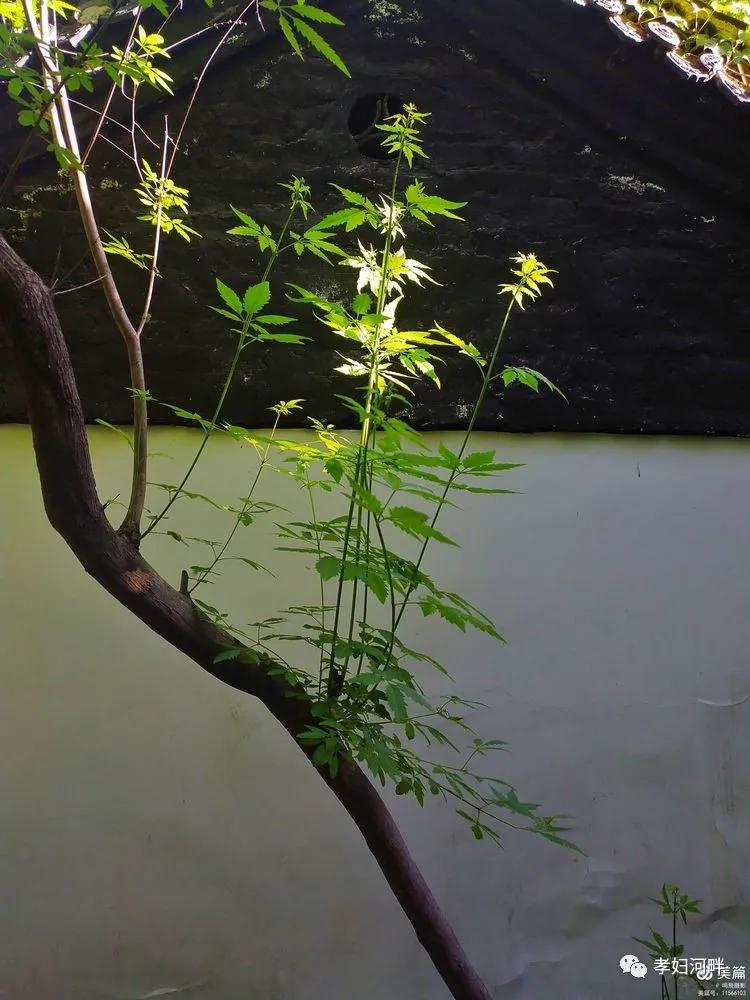 博山初夏风景图片,在博山公园藏着独特的宁静