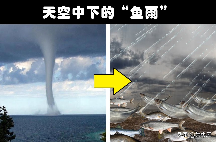 地球上非常罕见的动物现象,地球上十大罕见自然现象