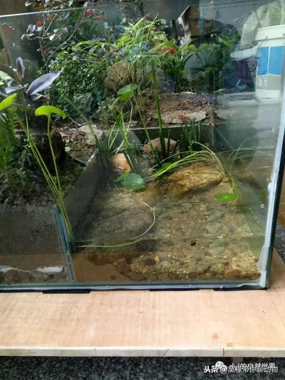 丛林造景黄缘龟池设计图大全,龟宝宝黄缘龟生态缸造景教程