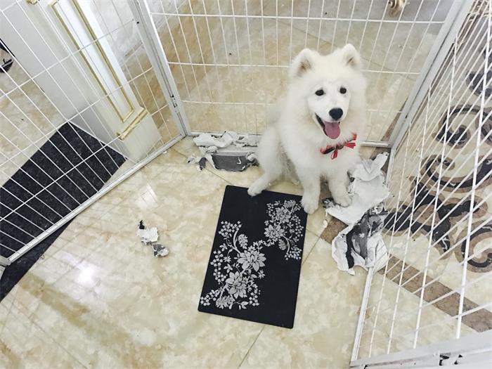 萨摩耶拆家,萨摩耶为什么这么会拆家