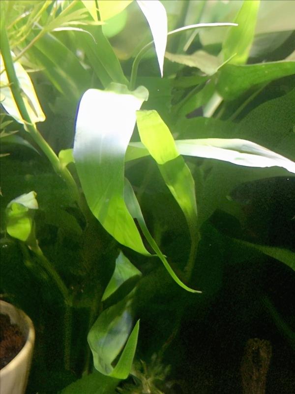 比较好养的阴性水草,阴性水草和阳性水草功能一样的吧