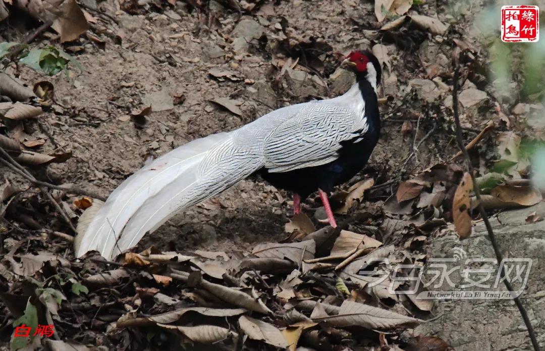 中国绿都最氧三明泰宁丹霞,中国绿都泰宁最氧三明