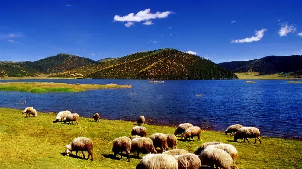 旅行社招聘香格里拉,香格里拉中国旅游集团招聘