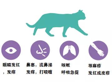 我对猫咪过敏挂啥科,人对猫咪过敏的症状