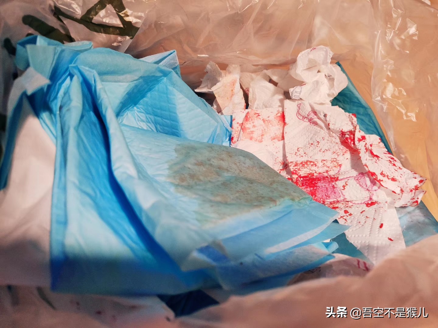 猫咪生的时候有什么需要注意的,公猫咪术后快速恢复的注意事项