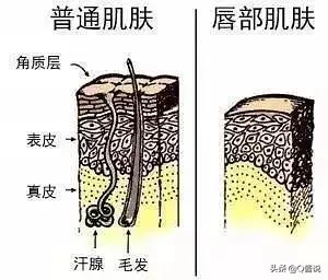 唇油提亮嘟嘟唇不干裂,唇部干燥起皮怎么不卡粉
