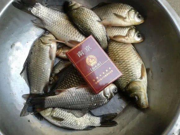 钓到的野生鲫鱼为什么水那么脏,煤油味鲫鱼