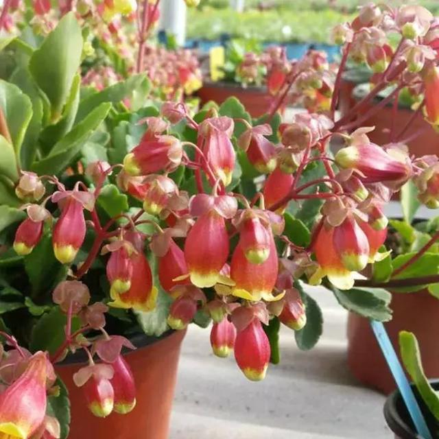 大叶红灯笼花,红灯笼的花有哪些