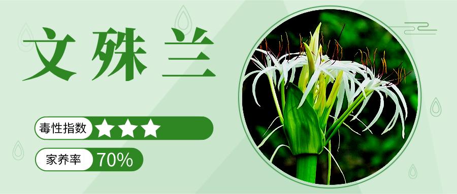 家里能养的名贵花卉排行榜,有毒性的花卉需合理养