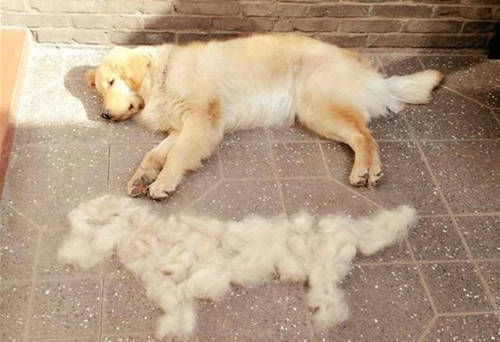 养金毛犬的6大益处,养金毛犬的注意哪些细节