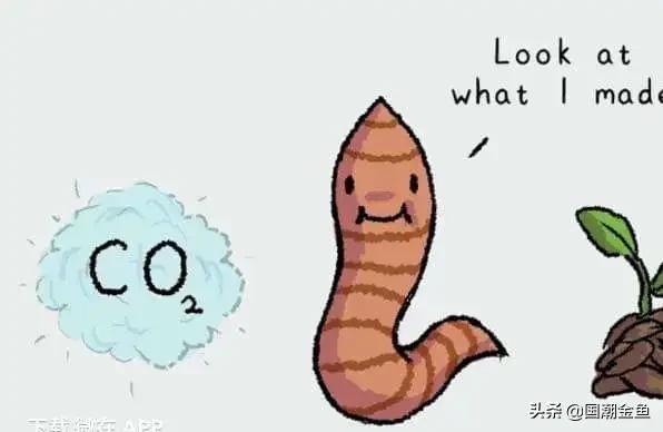 养鱼日常金鱼,养鱼学问观赏鱼