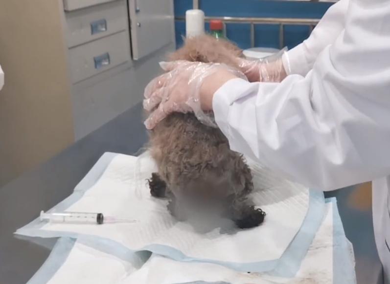 狗狗急性死亡铲屎官们该怎么处理,铲屎官必备狗狗常见病防治手册