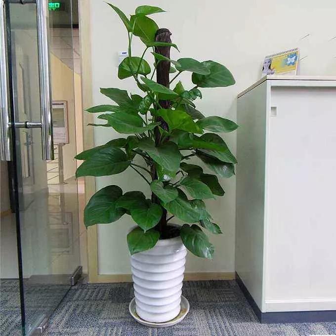 家里养绿萝小技巧,盆栽绿萝怎么长成树