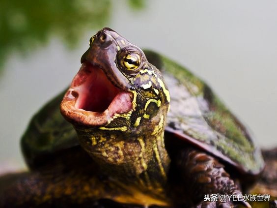 这些年对养龟的误解,养龟需注意的事情