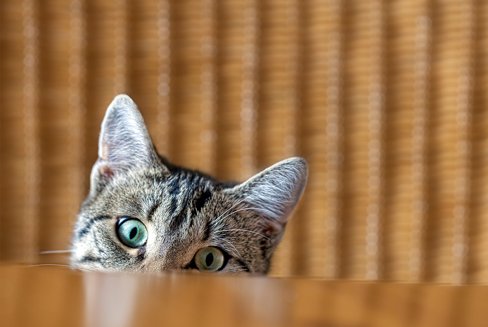 猫突然瞳孔盯着你看是什么意思,猫一直盯着你看是什么意思