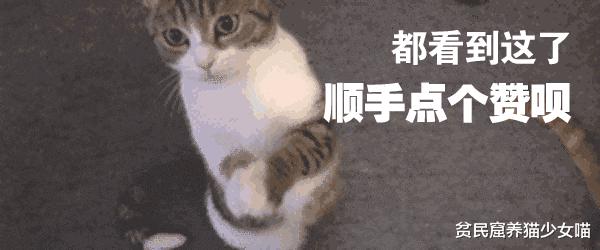 为什么不建议家养宠物猫笼养,猫咪笼养的标准是什么