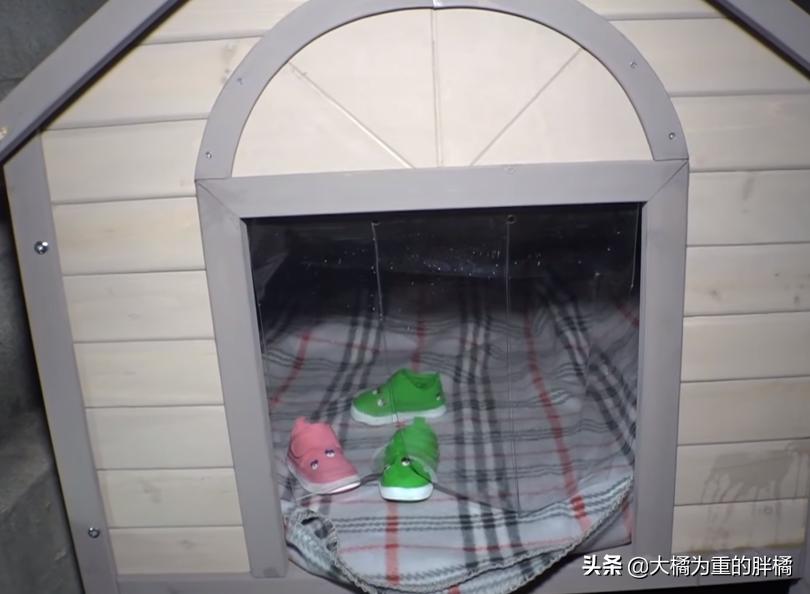 流浪狗每天到店里蹭吃的,流浪狗每天去超市讨食