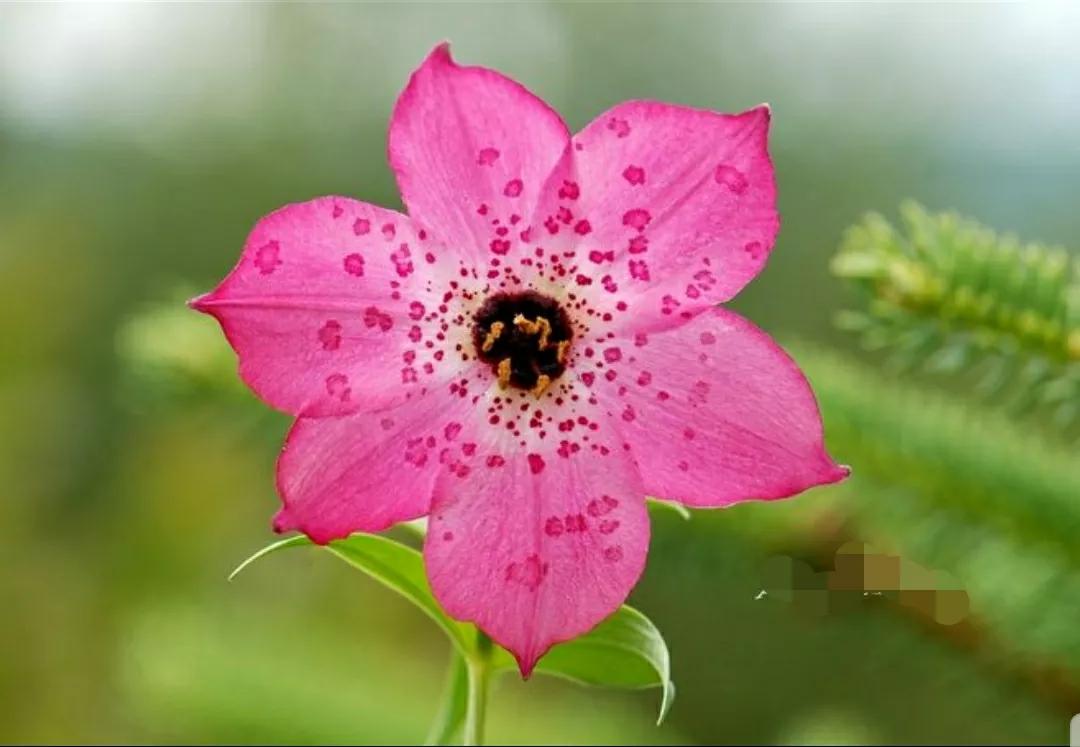 芳踪难觅濒危花！清新治愈篇：沙漠高原是吾家，豹子花的春天来了